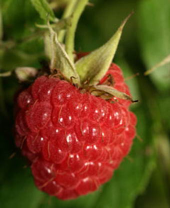 Очищающая пенка для зубов и десен с ароматом дикой малины "Oral Care Foam" 2 в 1 (Raspberry) от Splat фото 3